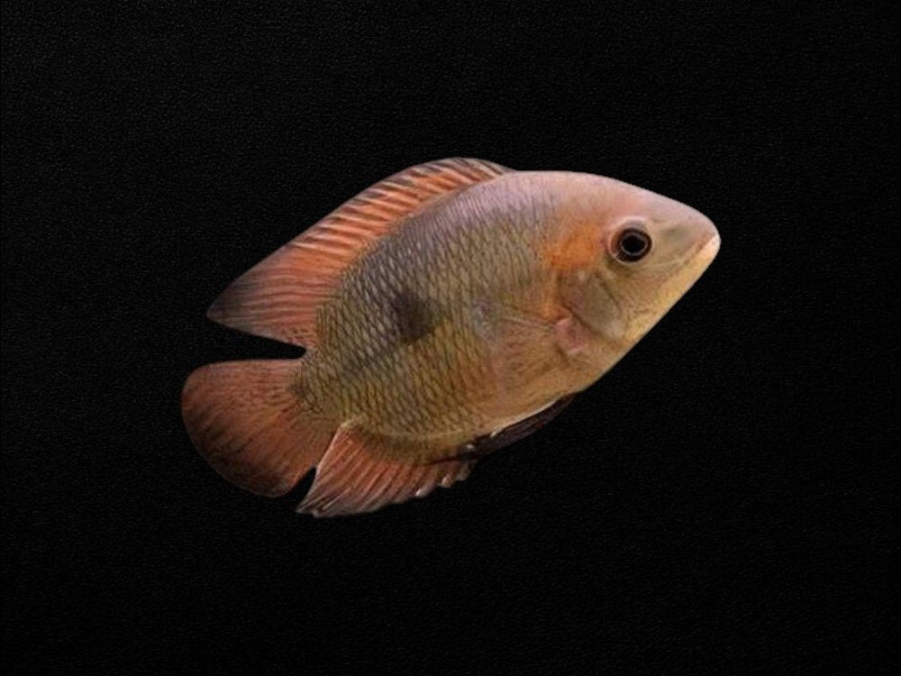 Chocolate Cichlid