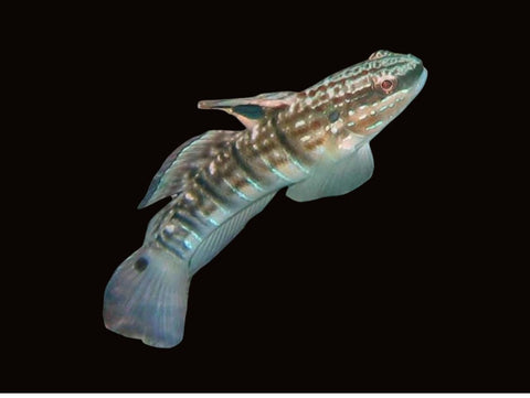 Chocolate Goby | Amblygobius phalaena