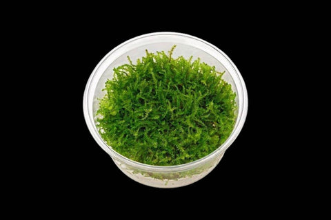 Christmas Moss