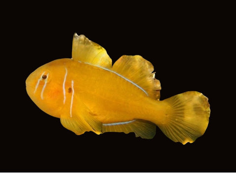 Citrinus Coral Goby | Gobiodon citrinus