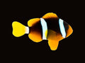 Clarkii Clownfish Pair | Amphiprion clarkii