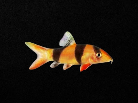 Clown Loach
