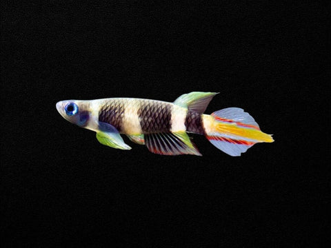 Clown Killifish