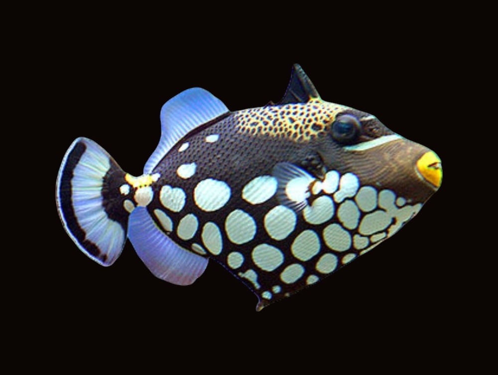 Clown Triggerfish | Balistoides conspicillum