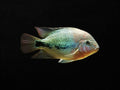 Coatza Cichlid