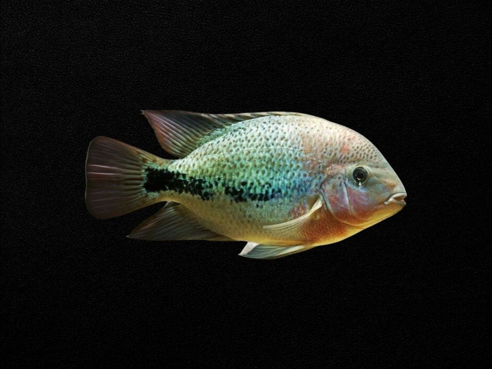 Coatza Cichlid