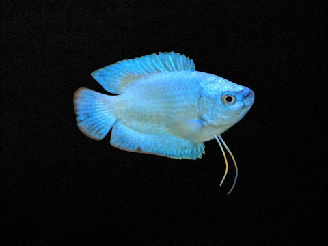 Cobalt Blue Dwarf Gourami