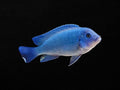 Cobalt Zebra