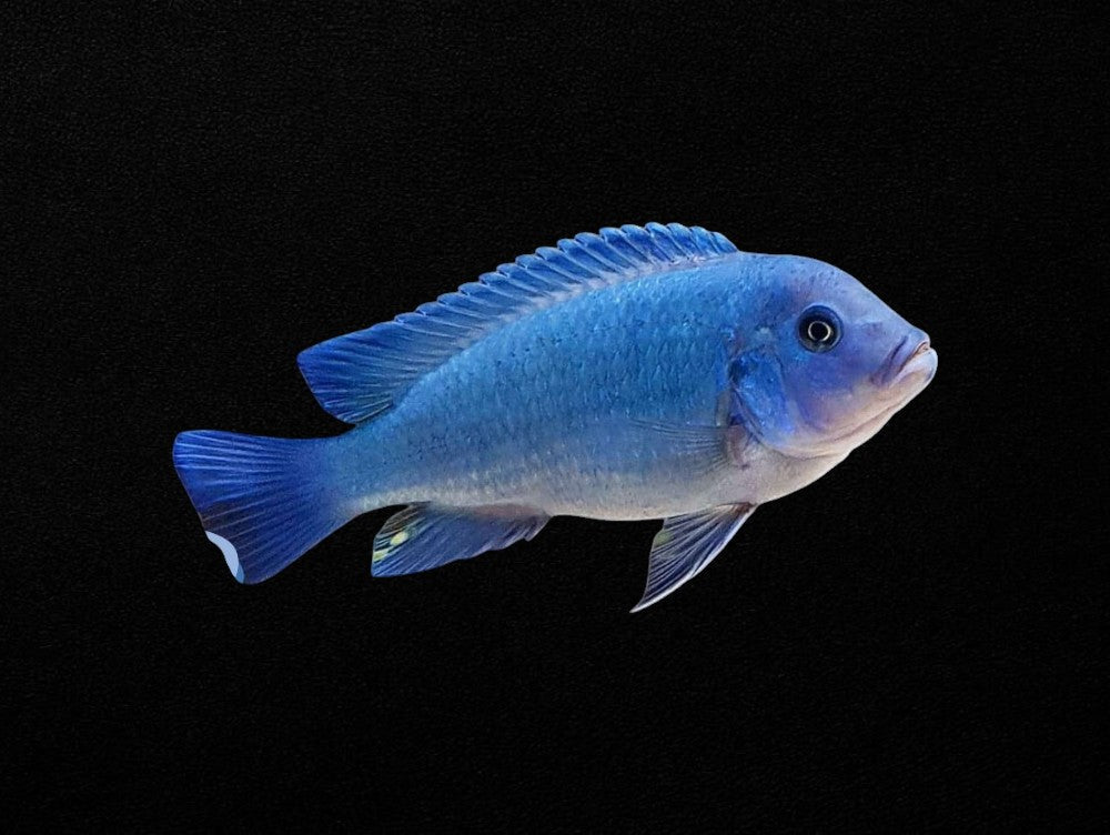 Cobalt Zebra
