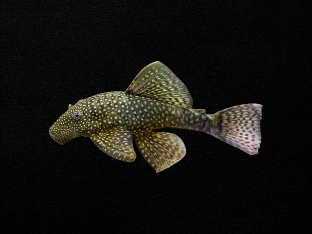Common Bristlenose Female