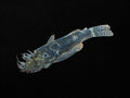 Common Bristlenose Male