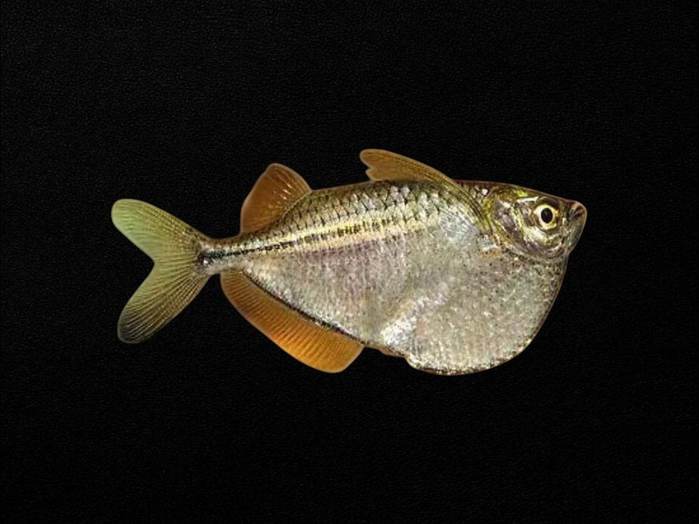 Common Hatchetfish