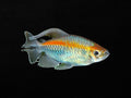 Male Congo Tetra