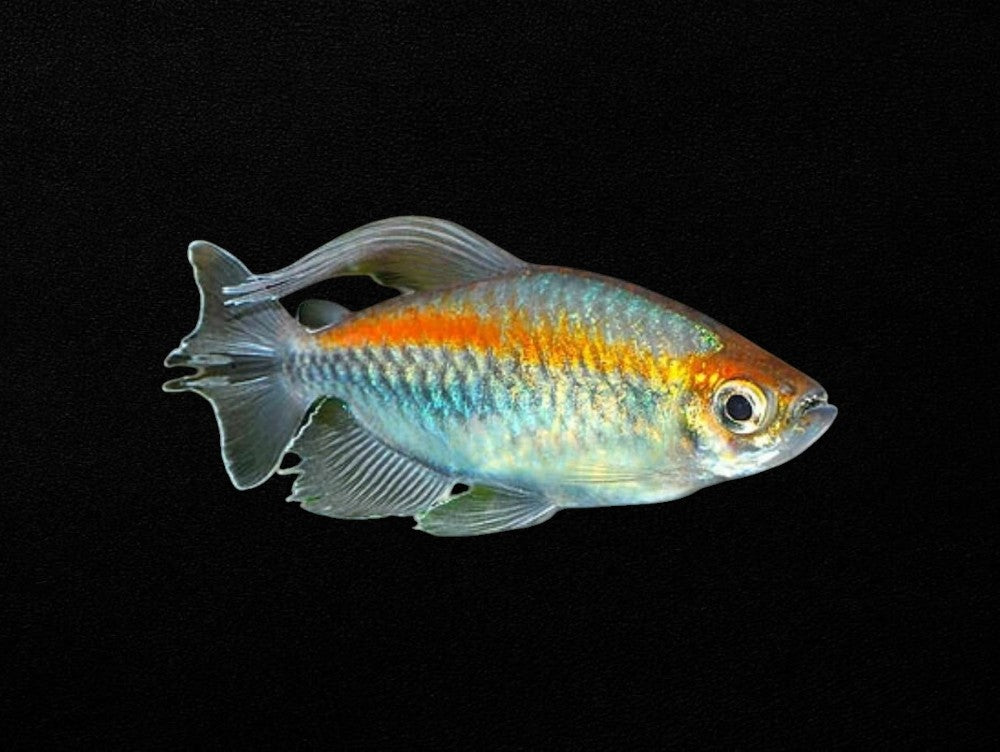 Male Congo Tetra