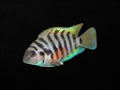Convict Cichlid