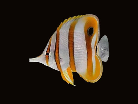 Copperband Butterflyfish | Chelmon rostratus