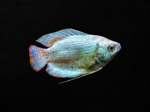 Coral Blue Dwarf Gourami