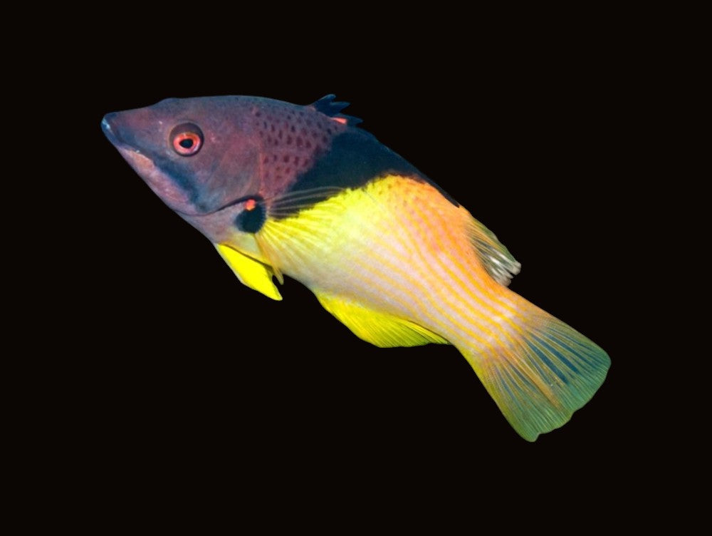 Coral Hogfish | Bodianus mesothorax