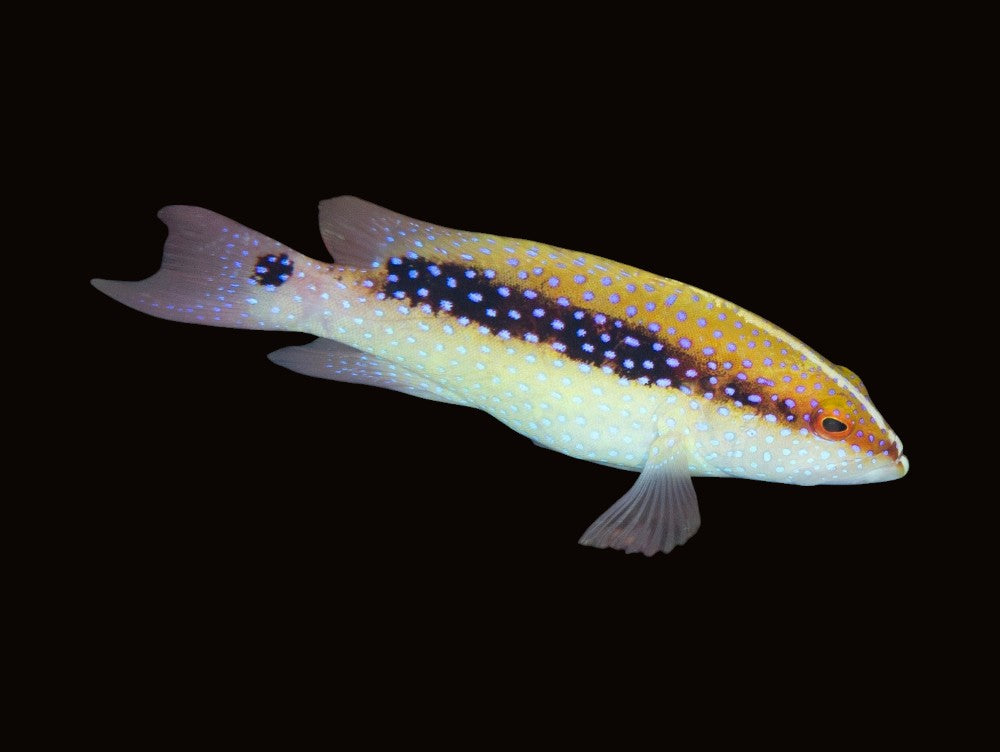Coronation Coral Trout | Variola louti