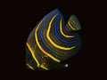 Cortez Angelfish juvenile | Pomacanthus zonipectus