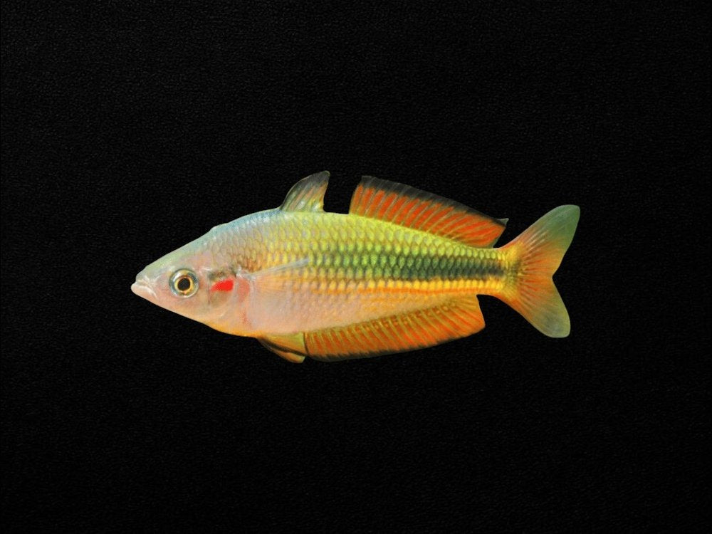 Crimson Spot Rainbowfish