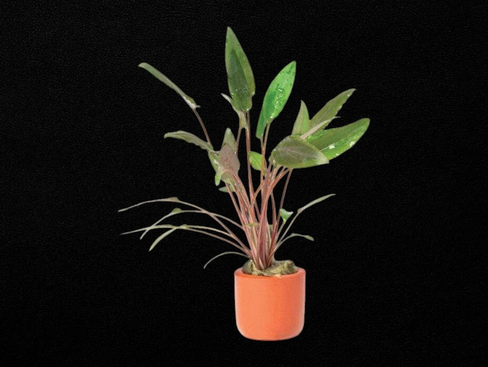 Cryptocoryne Petchii In Terracotta Pot