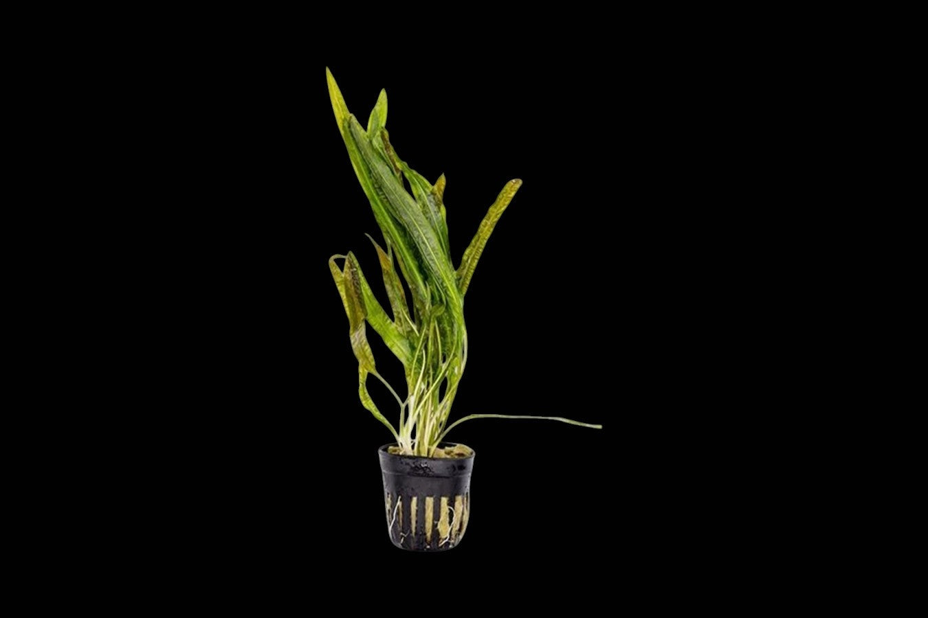 Cryptocoryne Balansae