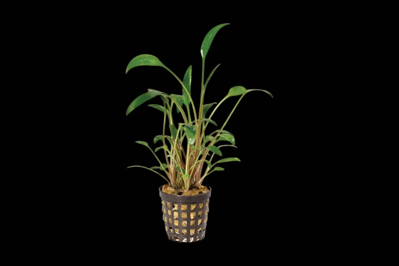 Cryptocoryne Lutea