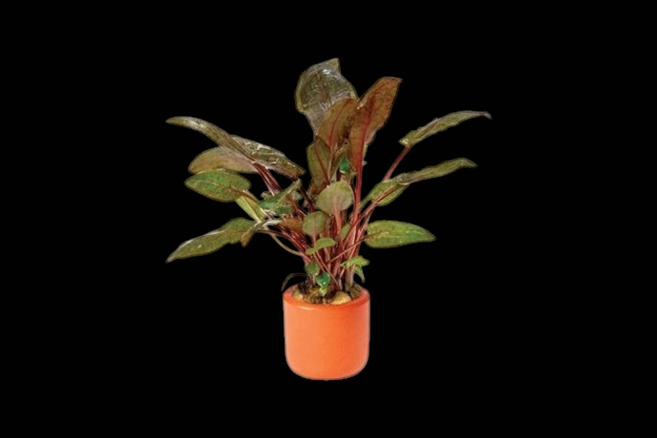 Cryptocoryne Wendtii Tropica