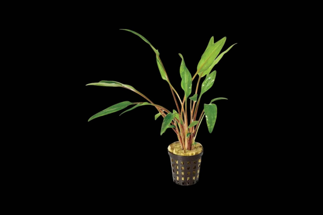Cryptocoryne Willisii