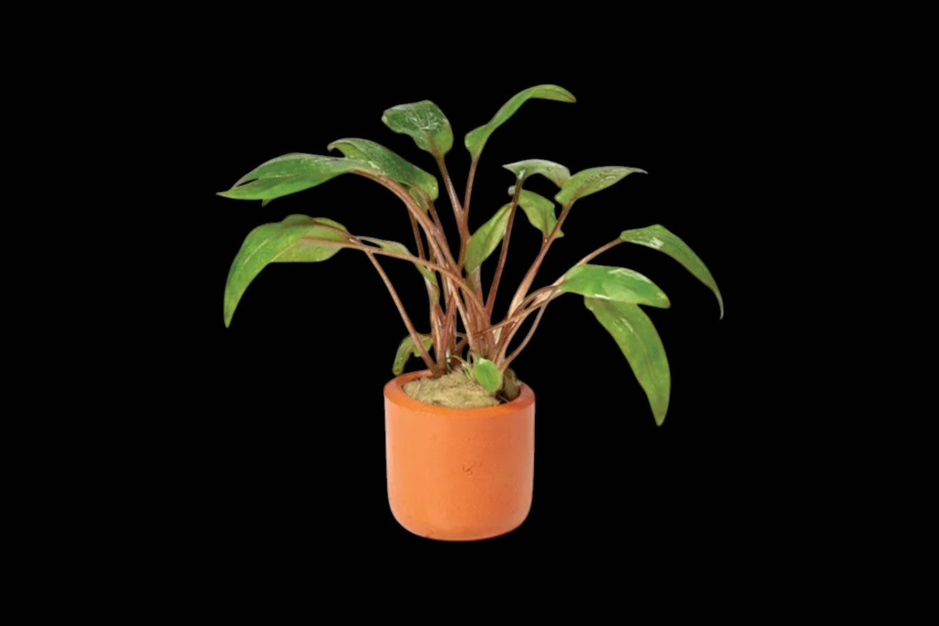 Cryptocoryne Undulatus Red