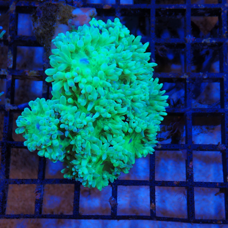 Duncan Coral AA001 Duncanopsammia axifuga DU8300001