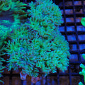 Duncan Coral AA004 | Duncanopsammia axifuga