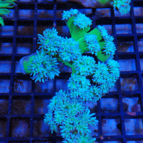 Duncan Coral AA007 | Duncanopsammia axifuga