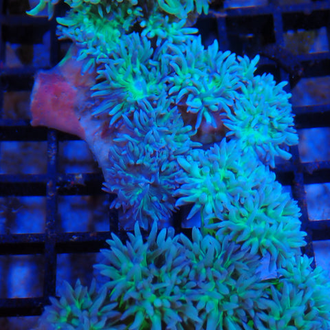 Duncan Coral AA009 | Duncanopsammia axifuga