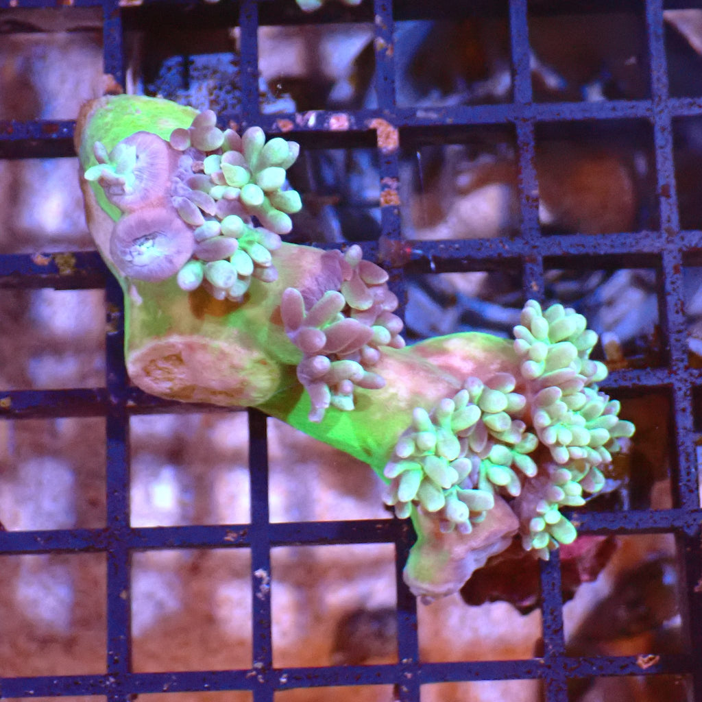 Duncan Coral AA001 | Duncanopsammia axifuga - Red Sea 15K