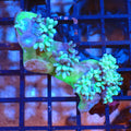 Duncan Coral AA001 | Duncanopsammia axifuga - Red Sea 20K LED