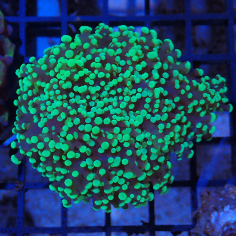 Euphyllia Divisia AA1 frogspawn coral DV8300001