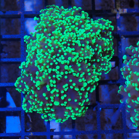 Euphyllia Divisa AA002 | Fimbriaphyllia divisa