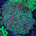 Euphyllia Divisa AA003 | Fimbriaphyllia divisa