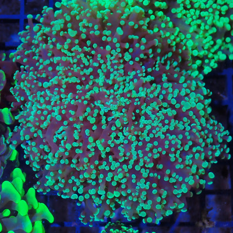 Euphyllia Divisa AA003 | Fimbriaphyllia divisa