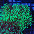 Euphyllia Divisa AA004 | Fimbriaphyllia divisa