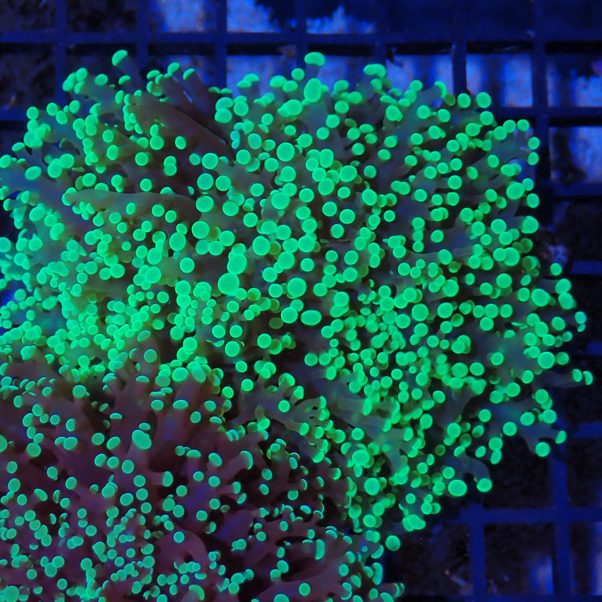 Euphyllia Divisa AA004 | Fimbriaphyllia divisa