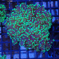 Euphyllia Divisa AA005 | Fimbriaphyllia divisa
