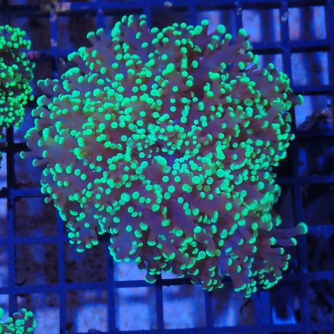 Euphyllia Divisa AA005 | Fimbriaphyllia divisa