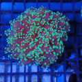 Euphyllia Divisa AA006 | Fimbriaphyllia divisa