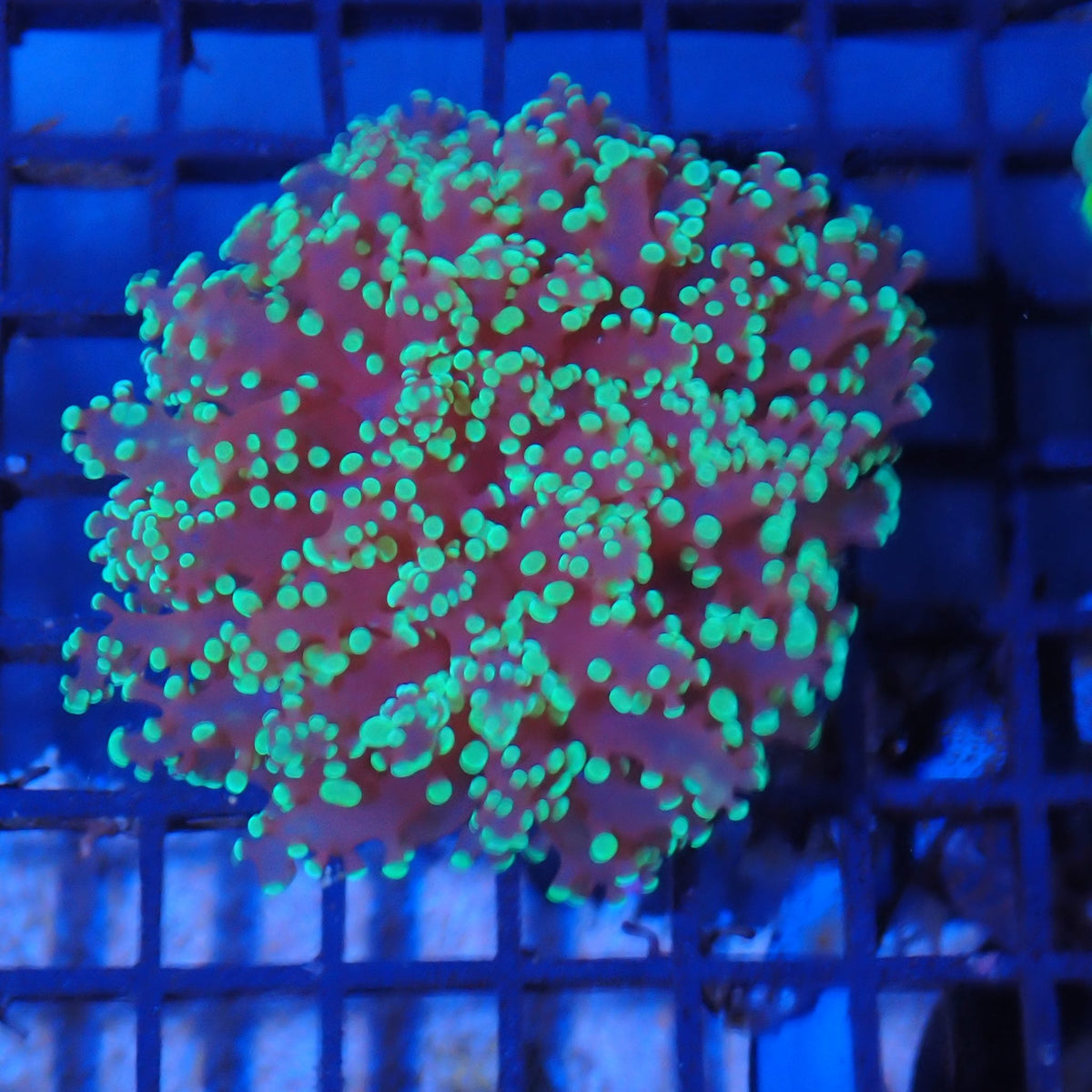 Euphyllia Divisa AA006 | Fimbriaphyllia divisa