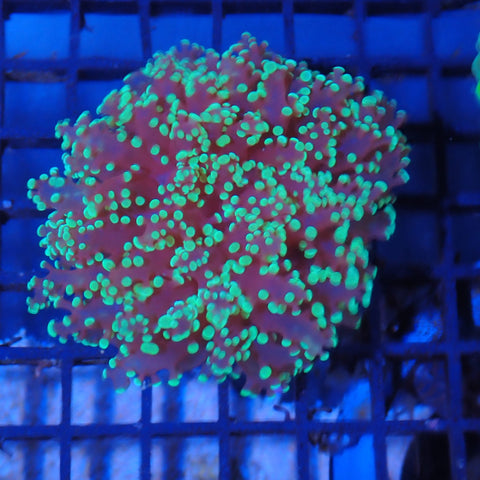 Euphyllia Divisa AA006 | Fimbriaphyllia divisa