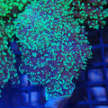 Euphyllia Divisa AA008 | Fimbriaphyllia divisa