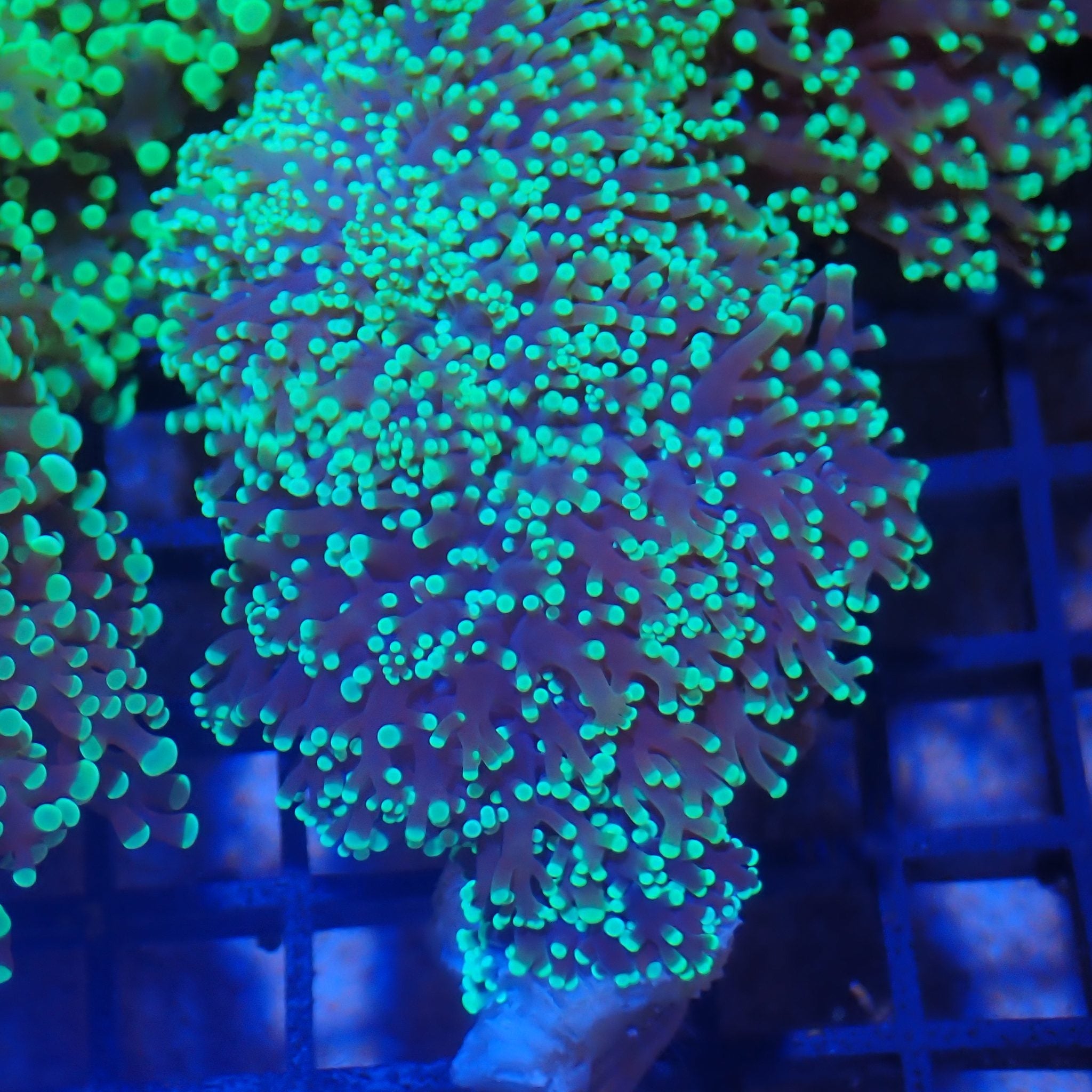 Euphyllia Divisa AA008 | Fimbriaphyllia divisa